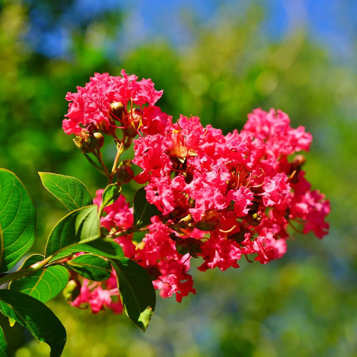 Lilas des Indes rouge - Rouge flamboyant tout l'été