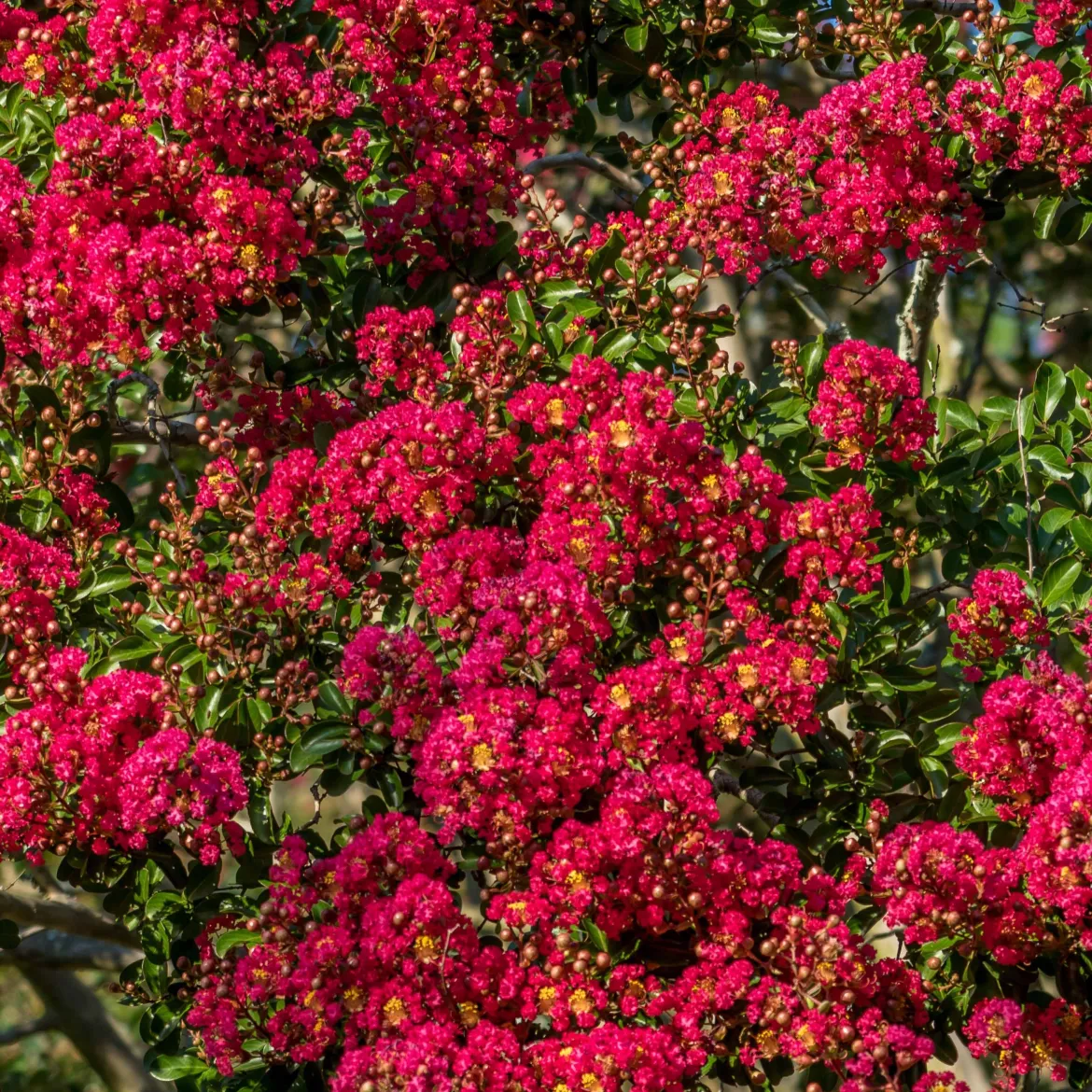 Lilas des Indes rouge - Rouge flamboyant tout l'été