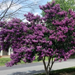 Lilas des Indes violet - Un été violet sans effort