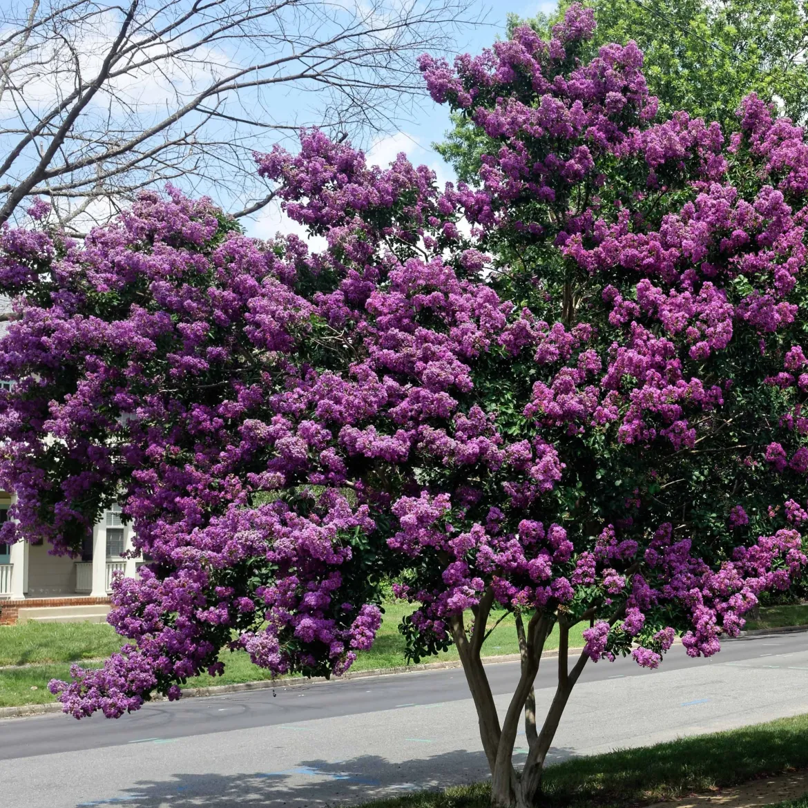 Lilas des Indes violet - Un été violet sans effort