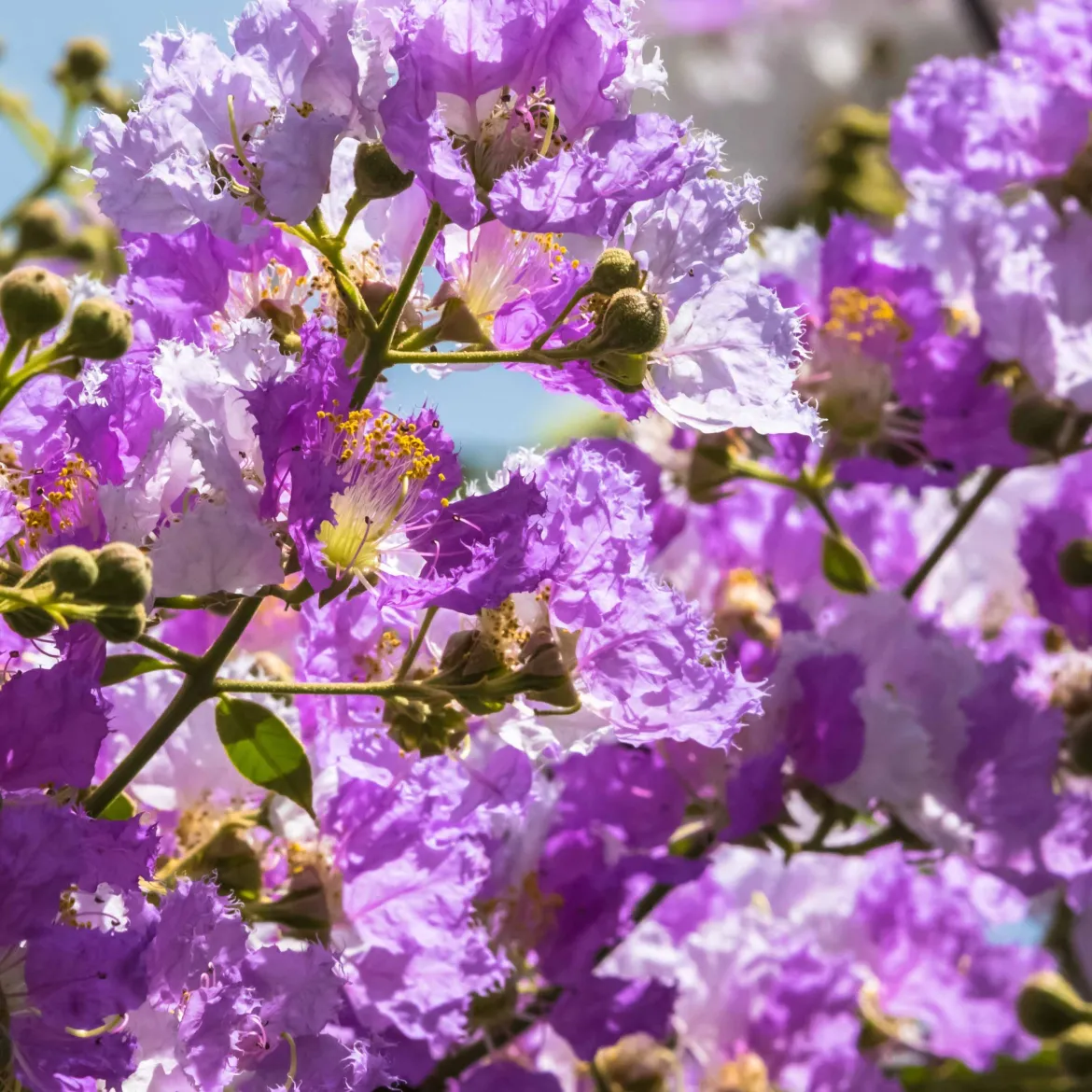 Lilas des Indes violet - Un été violet sans effort