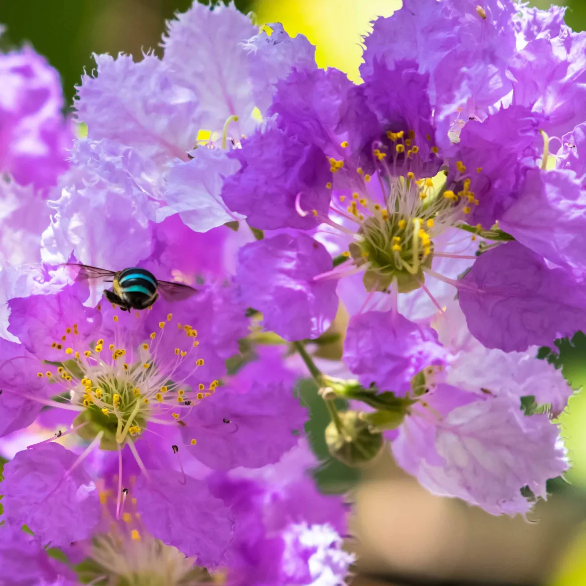 Lilas des Indes violet - Un été violet sans effort