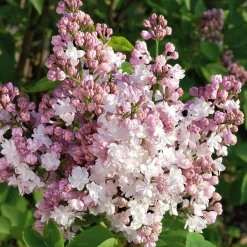 Lilas double Beauty of Moscow - Le lilas le plus parfumé