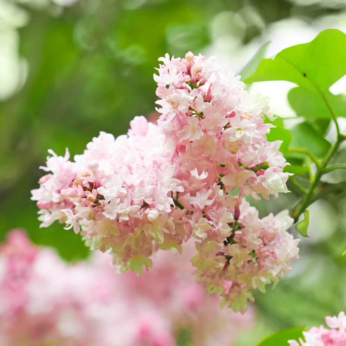 Lilas double Beauty of Moscow - Le lilas le plus parfumé