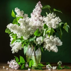 Lilas double blanc - Un nuage blanc parfumé