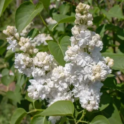Lilas double blanc - Un nuage blanc parfumé