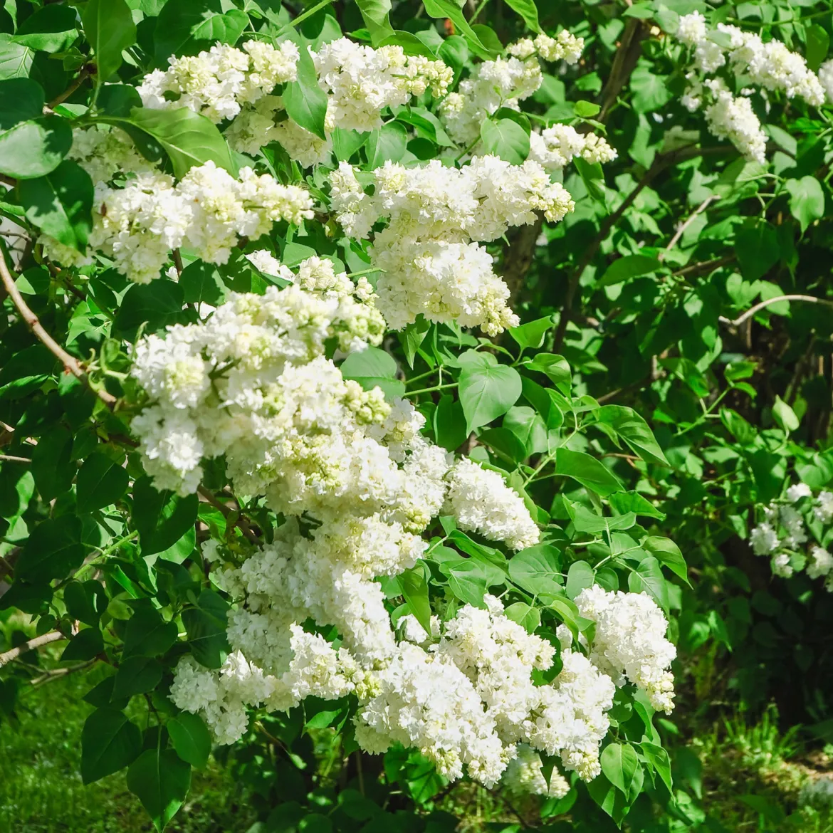 Lilas double blanc - Un nuage blanc parfumé