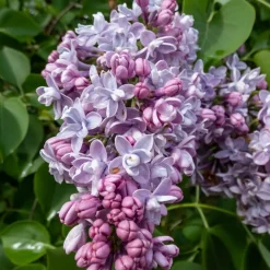 Lilas double bleu - Un nuage parfumé au jardin