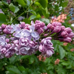 Lilas double bleu - Un nuage parfumé au jardin