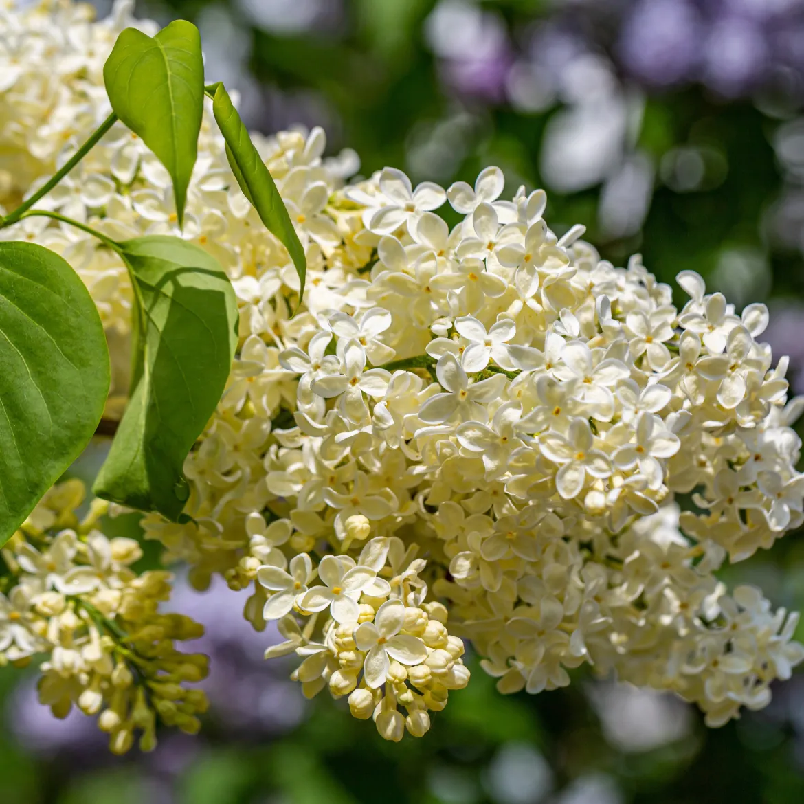 Lilas jaune - Le seul lilas couleur soleil