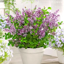 Lilas nain 'Dark Purple' - Le lilas qui refleurit tout l'été