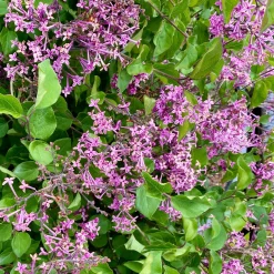 Lilas nain 'Dark Purple' - Le lilas qui refleurit tout l'été