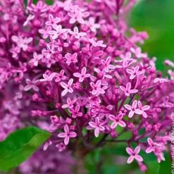 Lilas nain 'Dark Purple' - Le lilas qui refleurit tout l'été