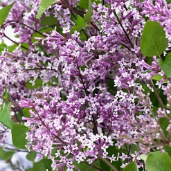 Lilas nain 'Dark Purple' - Le lilas qui refleurit tout l'été