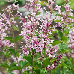 Lilas nain de Corée 'Pink Parfume' - Deux floraisons parfumées