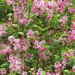 Lilas nain de Corée 'Pink Parfume' - Deux floraisons parfumées