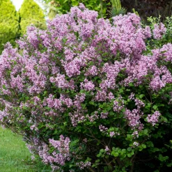 Lilas Prince Charmant - Le lilas qui refleurit