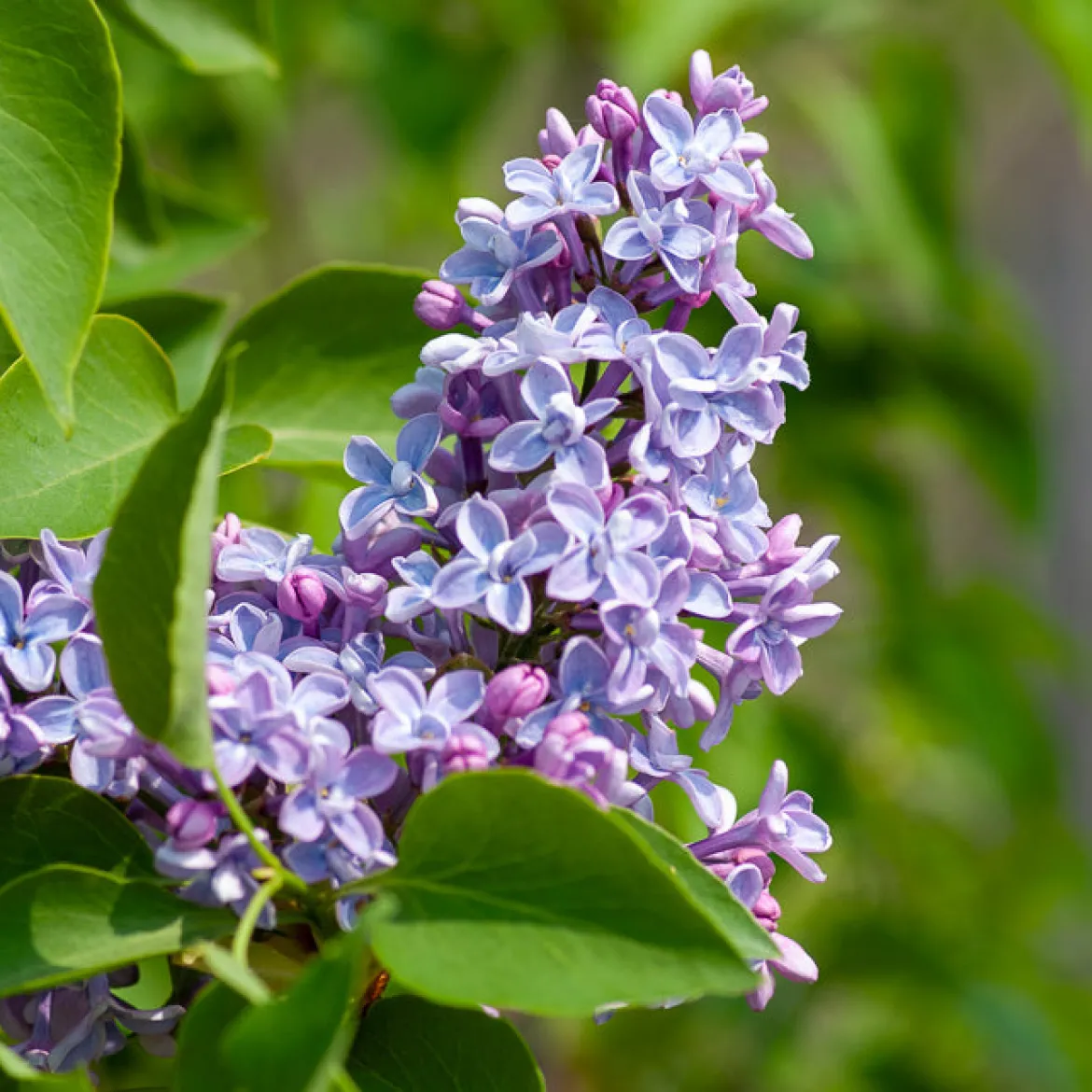 Lilas Président Grévy - Un nuage violet parfumé