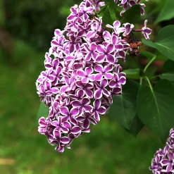 Lilas Sensation - Un lilas bicolore unique