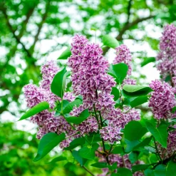 Lilas Sensation - Un lilas bicolore unique