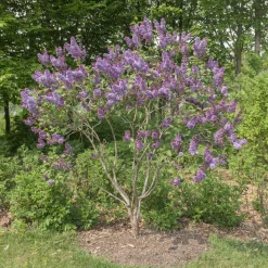 Lilas Sensation - Un lilas bicolore unique