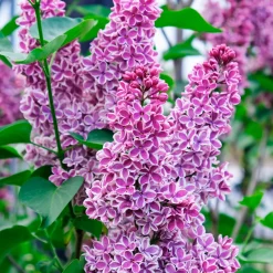 Lilas Sensation - Un lilas bicolore unique