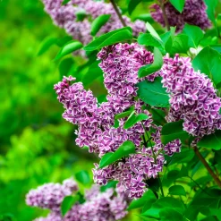 Lilas Sensation - Un lilas bicolore unique