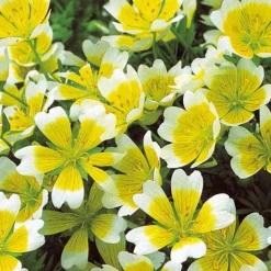 Limnanthe de Douglas - Un tapis fleuri en un été