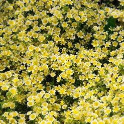Limnanthe de Douglas - Un tapis fleuri en un été