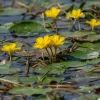Limnanthème faux-nénuphar - Un bassin fleuri sans effort
