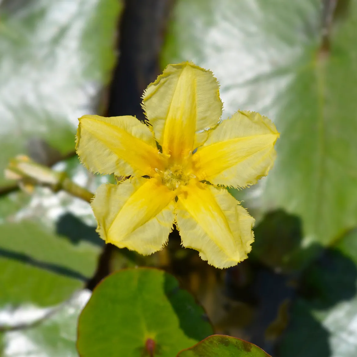 Limnanthème faux-nénuphar - Un bassin fleuri sans effort