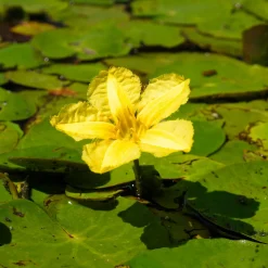 Limnanthème faux-nénuphar - Un bassin fleuri sans effort