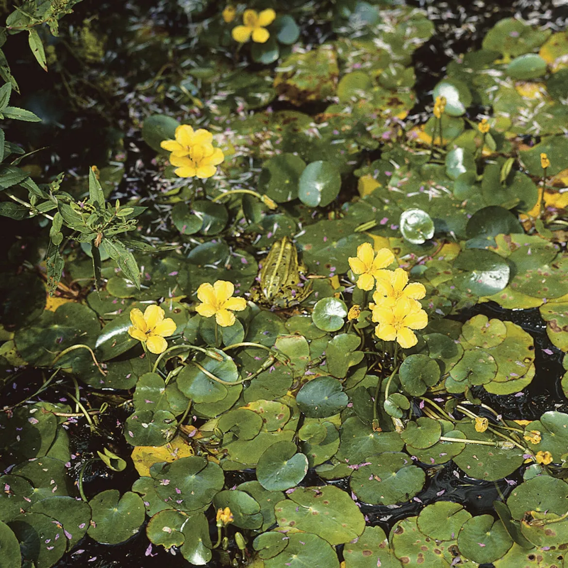 Limnanthème faux-nénuphar - Un bassin fleuri sans effort