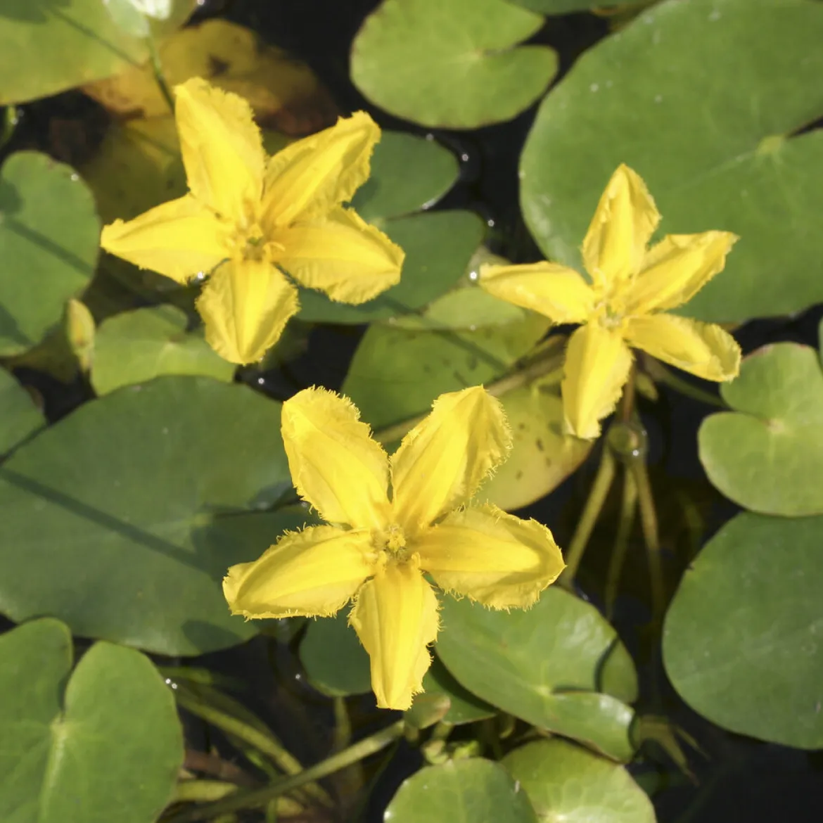 Limnanthème faux-nénuphar - Un bassin fleuri sans effort