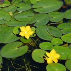 Limnanthème faux-nénuphar - Un bassin fleuri sans effort