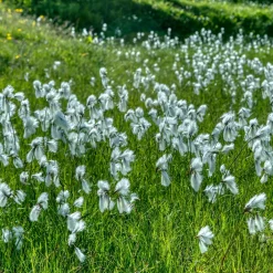 Linaigrette à feuilles étroites - Des pompons blancs au bord de l'eau