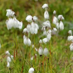 Linaigrette à feuilles étroites - Des pompons blancs au bord de l'eau