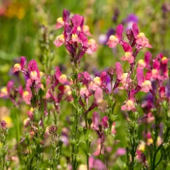 Linaria Northern Lights - Un nuage de couleurs pastel