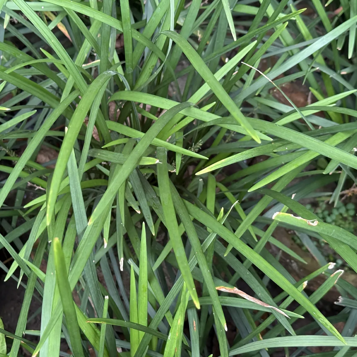 Liriope Evergreen Giant Faux-muscari géant persistant - Beau tapis vert toute l'année