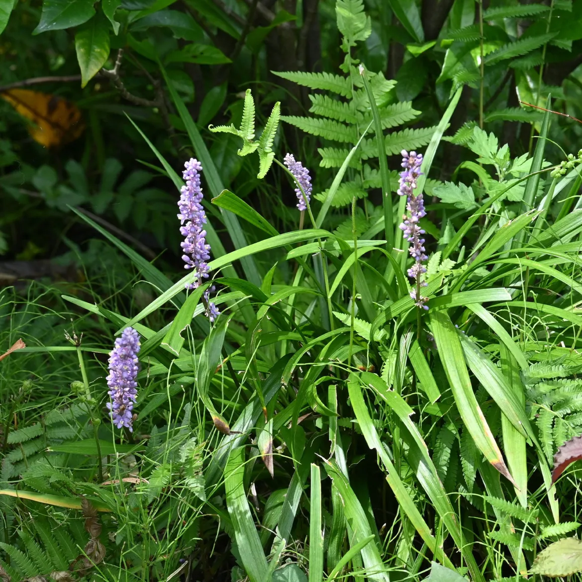 Liriope muscari Big Blue - L'ombre enfin fleurie