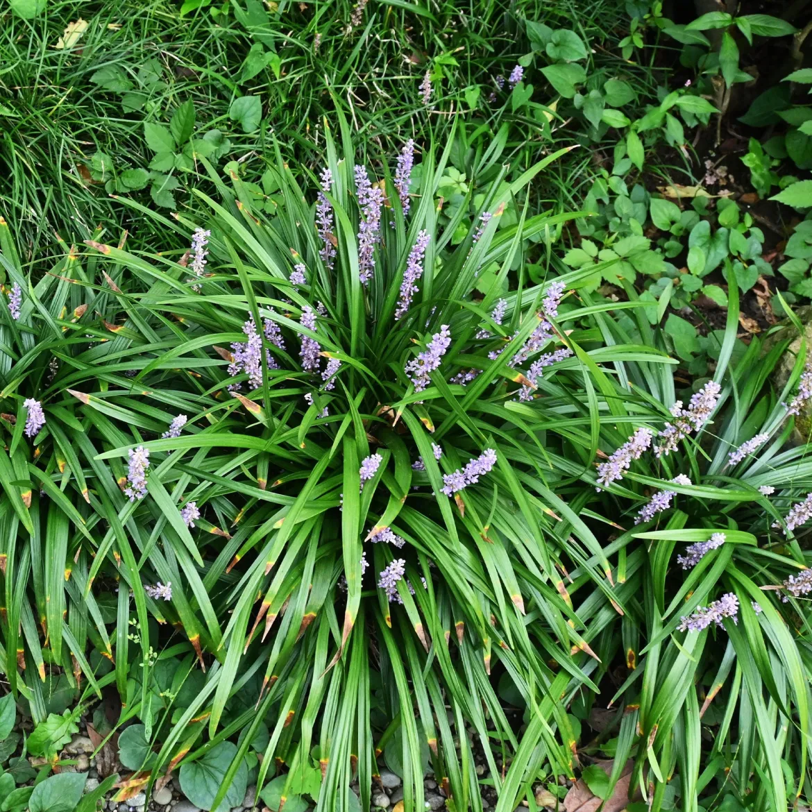 Liriope muscari Big Blue - L'ombre enfin fleurie