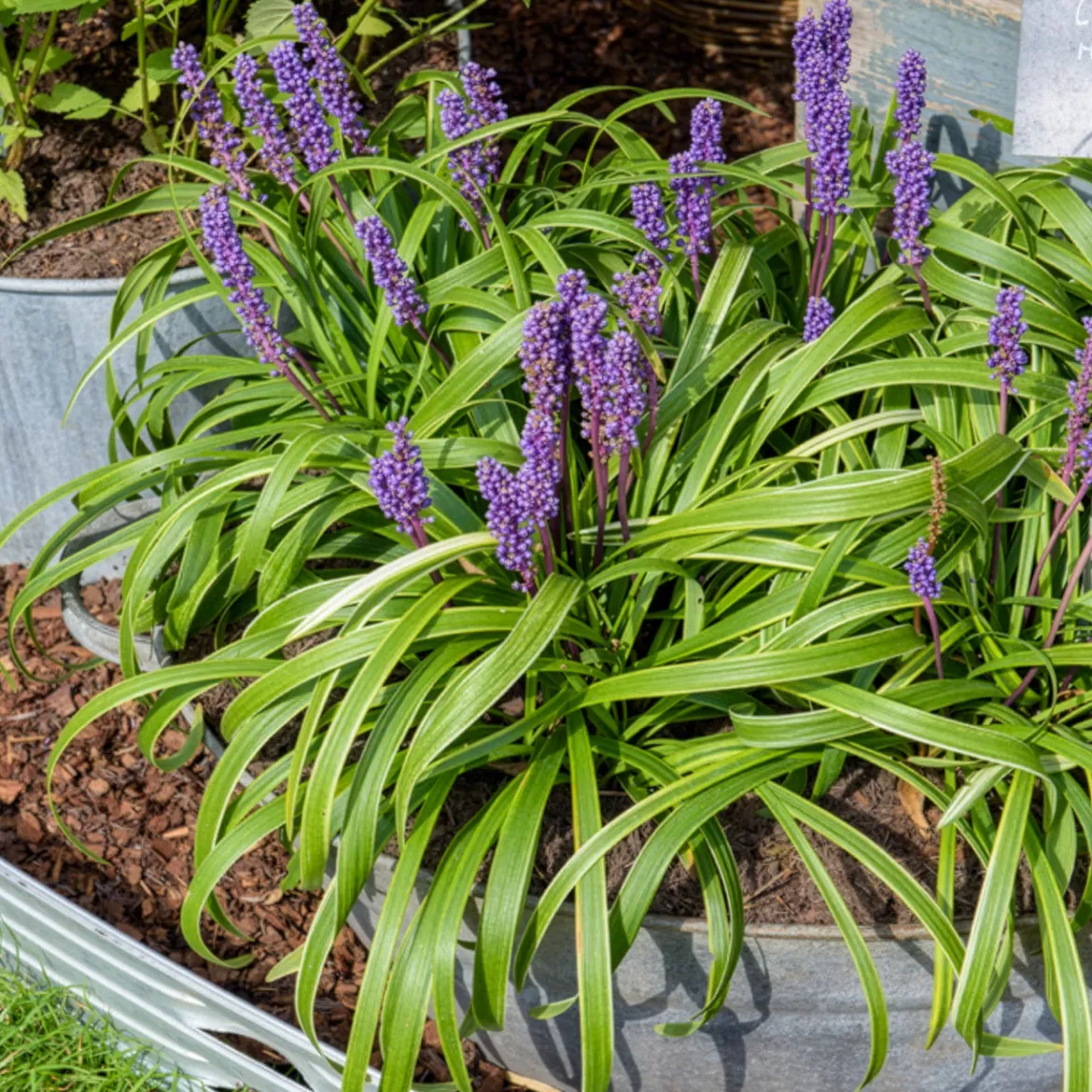 Liriope muscari Gold Banded - Le couvre-sol qui éclaire l'ombre