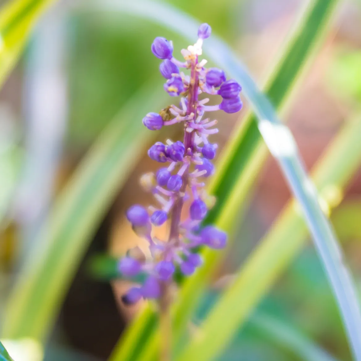 Liriope muscari Gold Banded - Le couvre-sol qui éclaire l'ombre