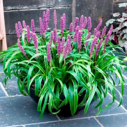 Liriope muscari Gold Banded - Le couvre-sol qui éclaire l'ombre