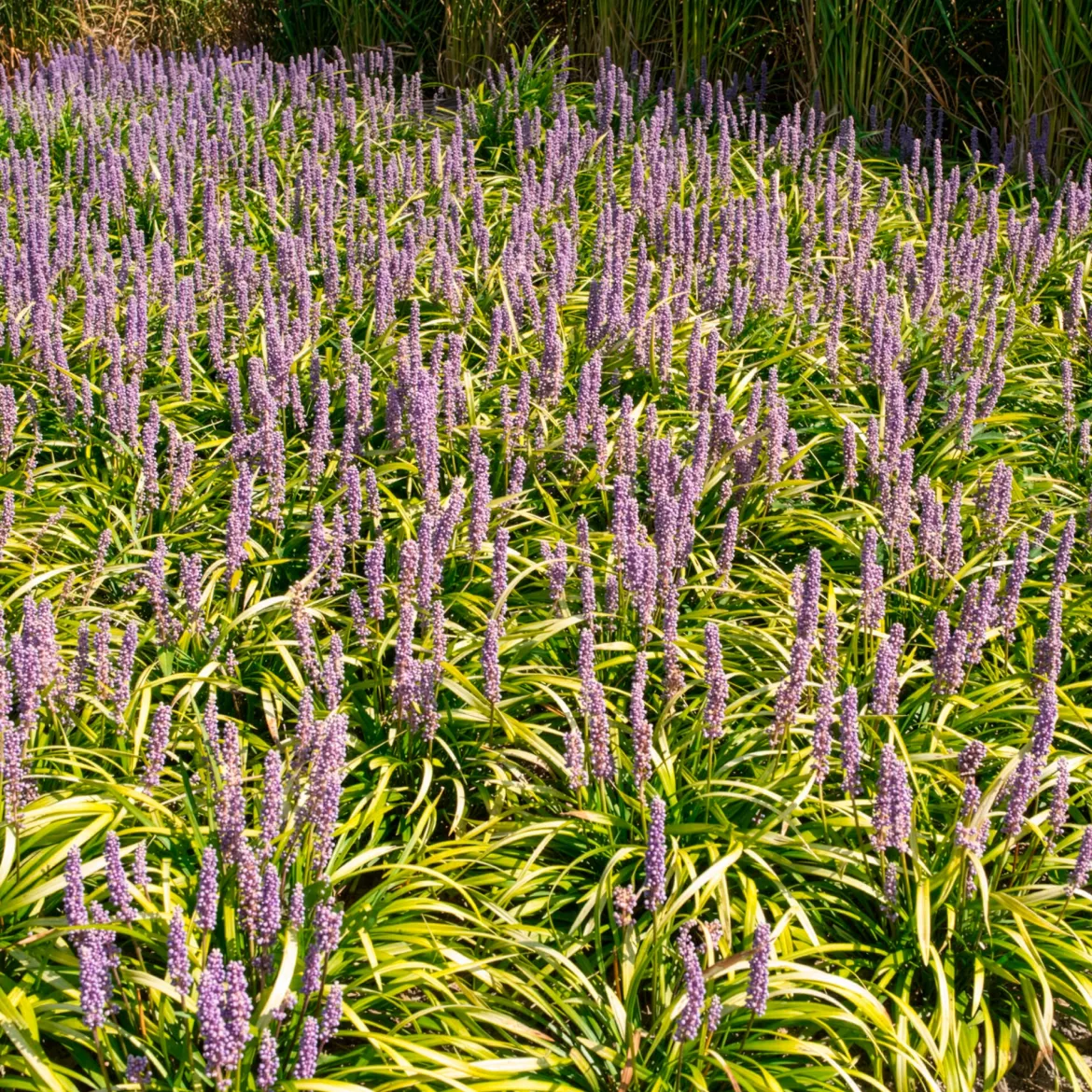 Liriope muscari Gold Banded - Le couvre-sol qui éclaire l'ombre