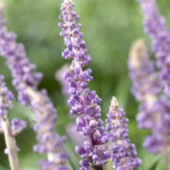 Liriope muscari 'Ingwersen' - Fleurit là où tout renonce