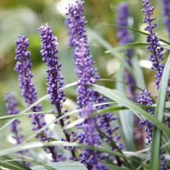 Liriope muscari 'Ingwersen' - Fleurit là où tout renonce