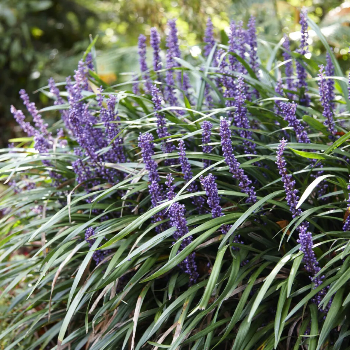Liriope muscari 'Ingwersen' - Fleurit là où tout renonce