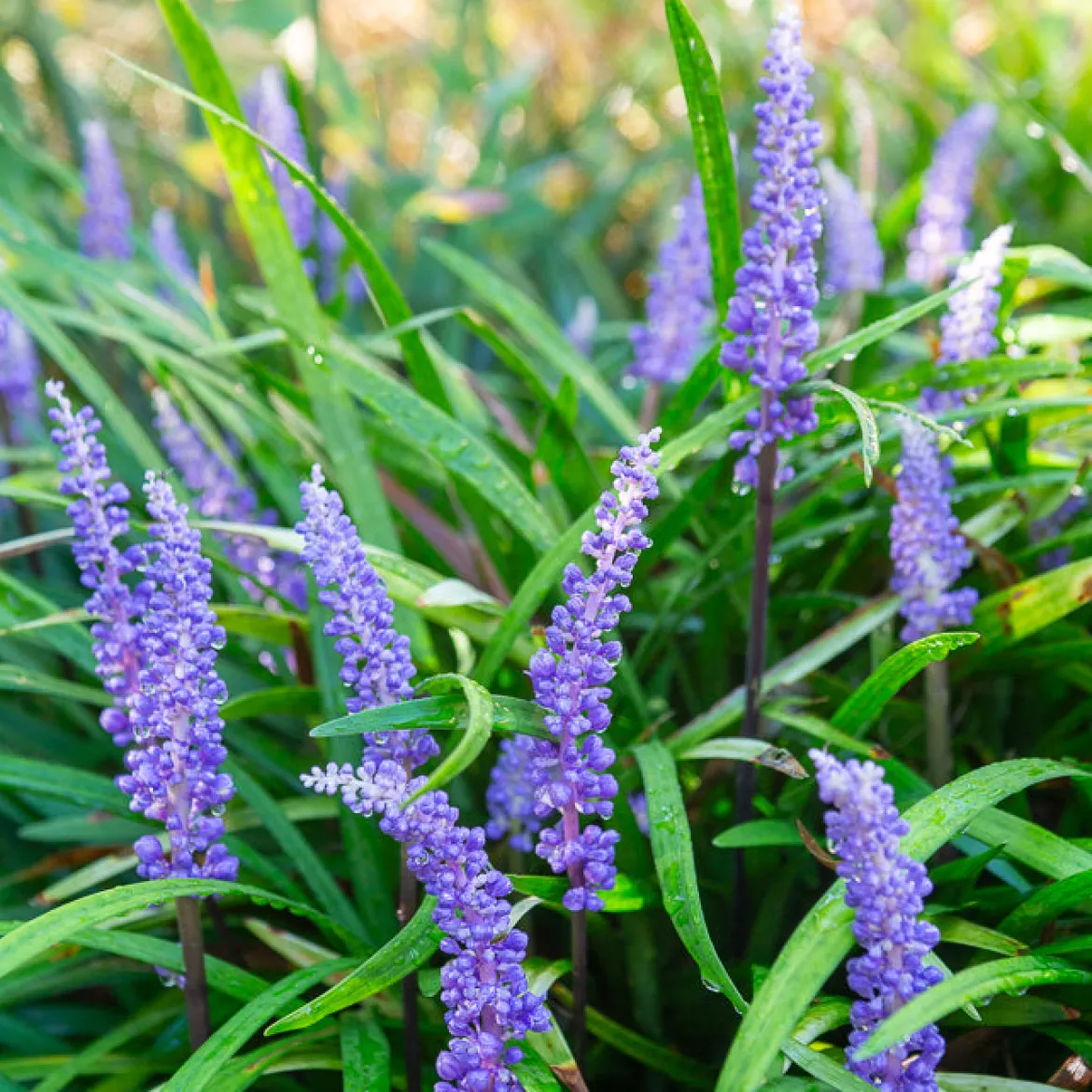 Liriope muscari - Le couvre-sol qui fleurit à l'ombre