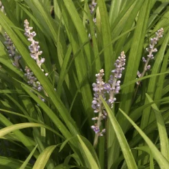 Liriope spicata - Un tapis vert sans effort